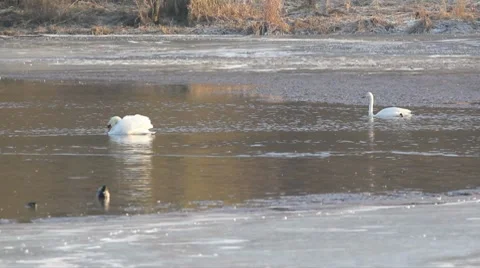 Winter lake Stock Footage
