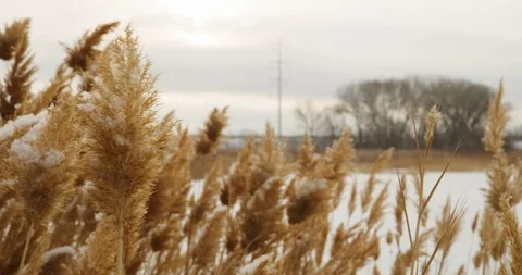 Winter Lake Marsh 10 Stock Footage 100428286
