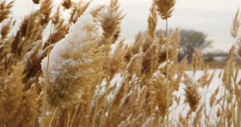 Winter Lake Marsh 13 Stock Footage 100430645