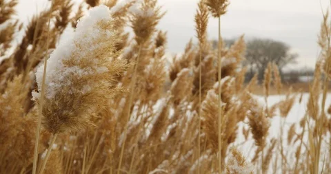 Winter Lake Marsh 14 Stock Footage 100431528