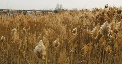 Winter Lake Marsh 22 Stock Footage 100433984