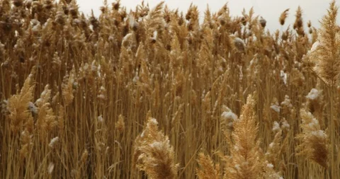 Winter Lake Marsh 24 Stock Footage 100433101