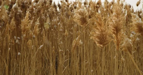 Winter Lake Marsh 29 Stock Footage 100433396