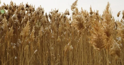 Winter Lake Marsh 30 Stock Footage 100434484