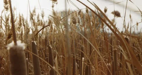 Winter Lake Marsh 36 Stock Footage 100437982