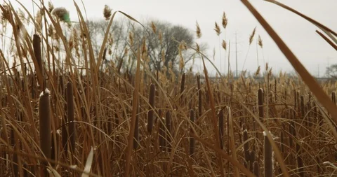 Winter Lake Marsh 37 Stock Footage 100436885