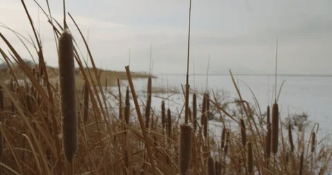 Winter Lake Marsh 39 Stock Footage 100438386