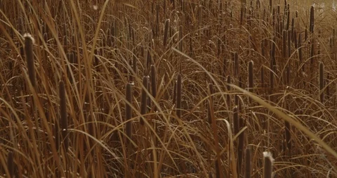Winter Lake Marsh 40 Stock Footage 100437830
