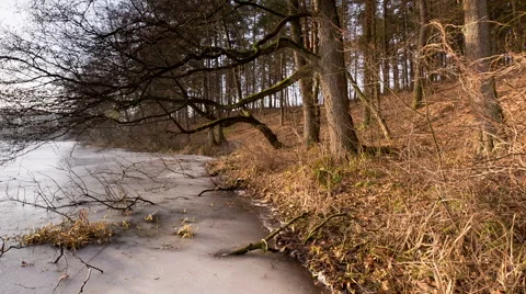 Winter lake shore with trees Stock Footage 58653225
