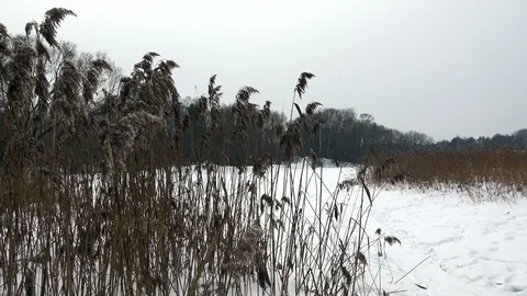 Winter lake view Stock Footage 86966853