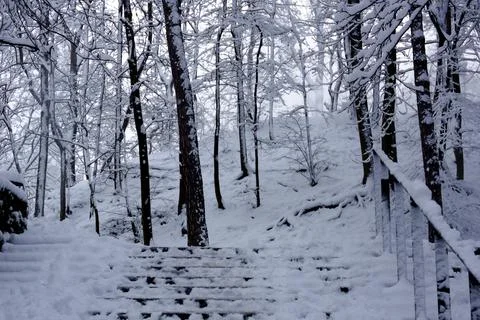 Winter landscape - 2 Stock Photos