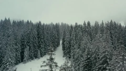 Winter Landscape Aerial View of Pine Forest Covered in Fresh Deep Snow 库存影片 331170296