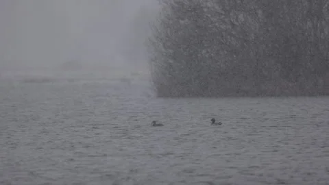 Winter landscape and ducks in the lake, 4K slomo Stock Footage 265257271