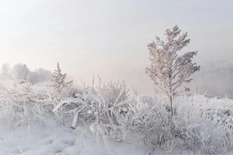 Winter Landscape And Tree Foto stock