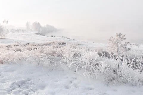 Winter Landscape And Tree Foto stock
