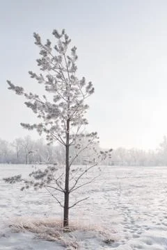 Winter Landscape And Tree Stock Photos