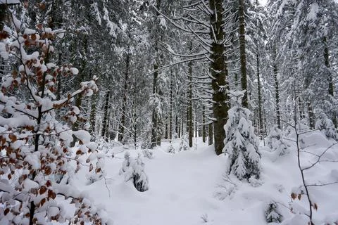 Winter landscape and trees covered with snow Stock Photos