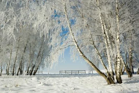 Winter landscape and trees Stock-Fotos