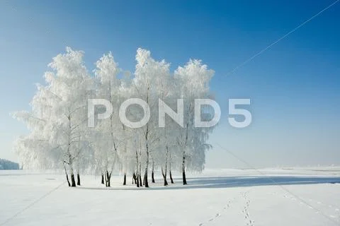 Winter landscape and trees Stock Photos