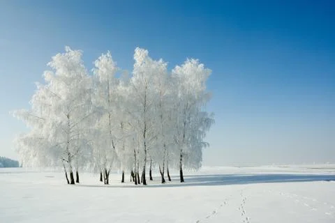 Winter landscape and trees Stock Photos