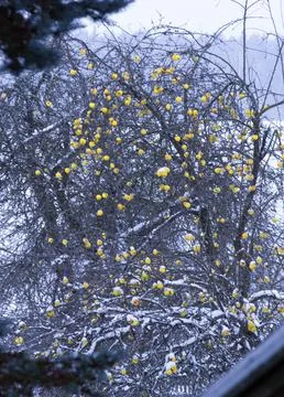 Winter landscape. An apple tree stands in the snow with bright yellow apples  Stock Photos