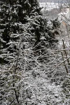Winter landscape with bare branches Stock Photos
