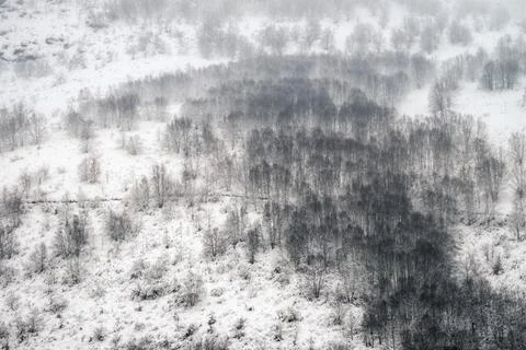 Winter landscape with a bare forest in the middle of a heavy snowfall Stock Photos