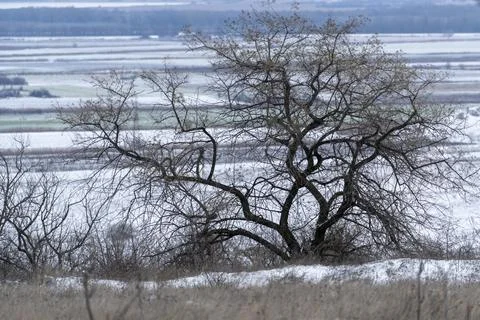 Winter landscape with a bare tree on a hillside overlooking a snowy field i.. Stock Photos