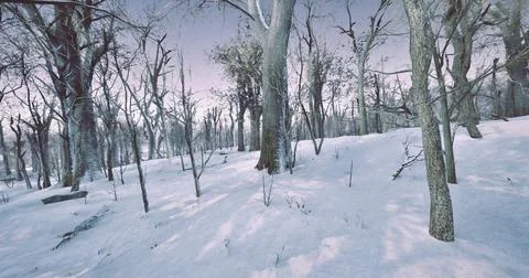 Winter landscape with bare trees and snow covered ground in a serene forest Stock Illustration