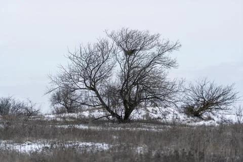 Winter landscape with bare trees and snow-covered ground in a rural area du.. Stock Photos