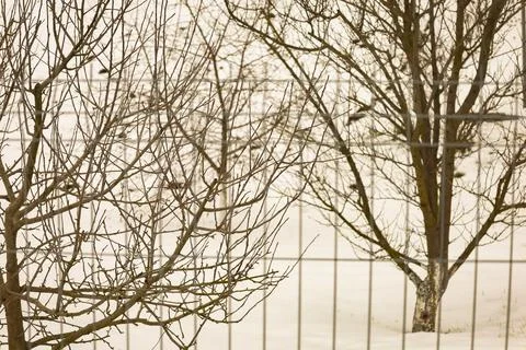 Winter landscape with bare trees and a serene white blanket of snow in a qu.. Stock Photos