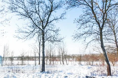 Winter landscape with bare trees covered in snow under a bright blue sky. C.. Fotos Stock
