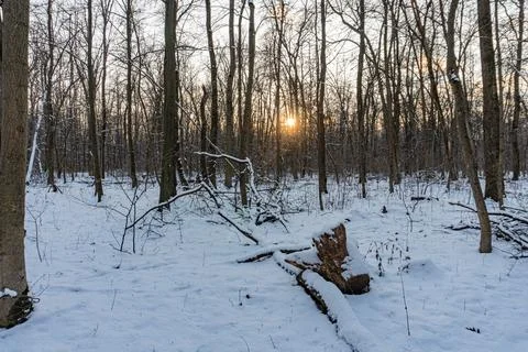 Winter landscape with bare trees, fresh snow, sun rays, warm glow, blue sky.. Stock Photos