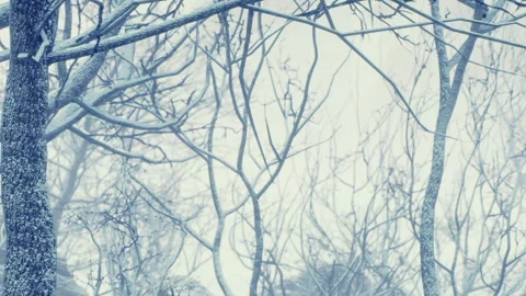 Winter landscape with bare trees in a snowy environment and overcast sky Stock Footage 340212089
