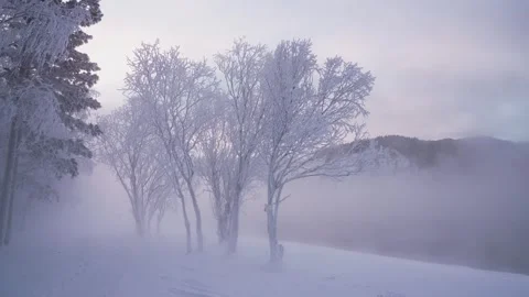 Winter landscape - A beautiful snow-covered tree at the edge of the forest on Stock Footage 323680905