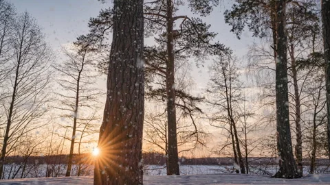Winter landscape with beautiful snowfall, time lapse, camera movement Stock Footage 266093372
