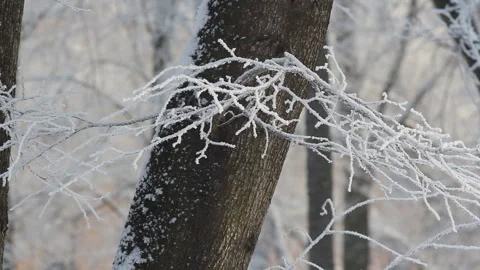 Winter landscape - beautiful trees, covered with hoarfrost. Stock Footage 86196373