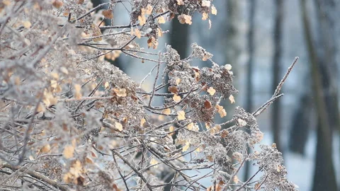 Winter landscape - beautiful trees, covered with hoarfrost. Stock Footage 86196727