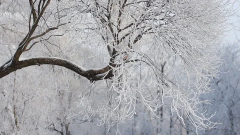 Winter landscape - beautiful trees, covered with hoarfrost. A Stock Footage 86197000