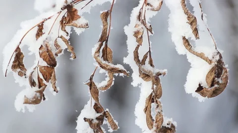 Winter landscape - beautiful trees, covered with hoarfrost. Stock Footage 86198972