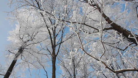 Winter landscape - beautiful trees, covered with hoarfrost. Stock Footage 86201982