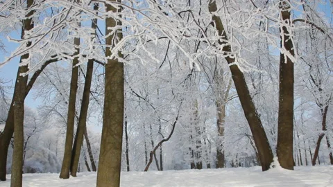Winter landscape - beautiful trees, covered with hoarfrost. Video stock 89619169