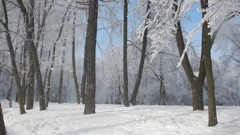Winter landscape - beautiful trees, covered with hoarfrost. Stock Footage 89622392