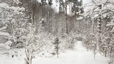 Winter landscape, beautiful  trees in the snow Stock Footage 258296703