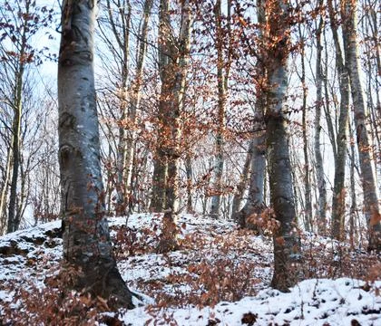 Winter landscape in beech forest Stock Photos