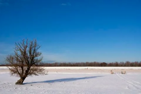 Winter landscape in the Biesbosch Stock Photos