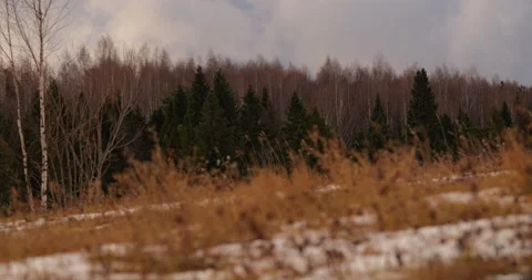 Winter Landscape with Birch Trees Stock Footage 293072065