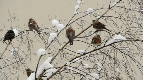 Winter landscape with birds Stock Footage 327954820