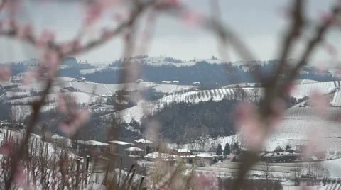 Winter landscape with blossom cherry trees Stock Footage 61363900