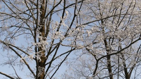 Winter landscape. Branches of alder covered with hoarfrost. Close up. Stock Footage 85086827